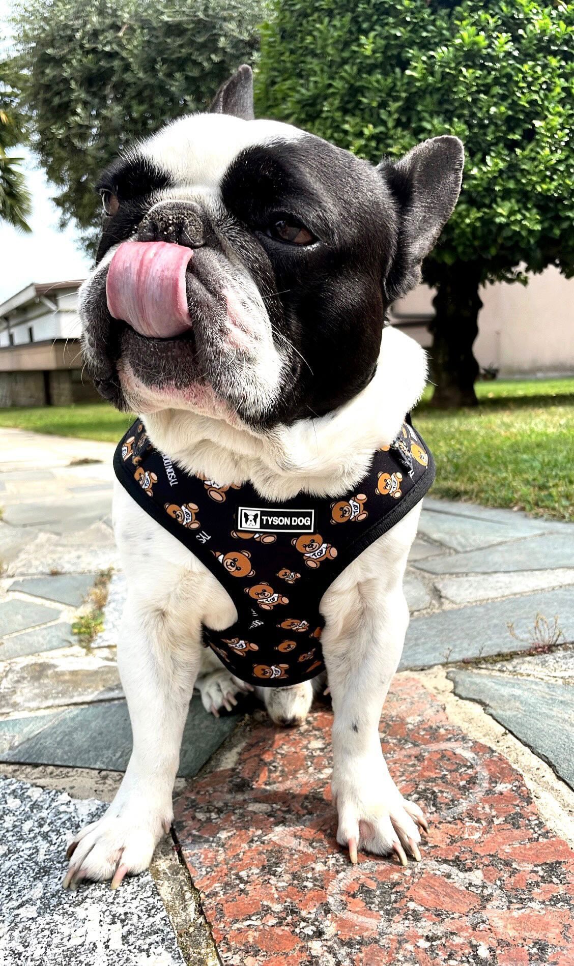 PETTORINA TEDDY