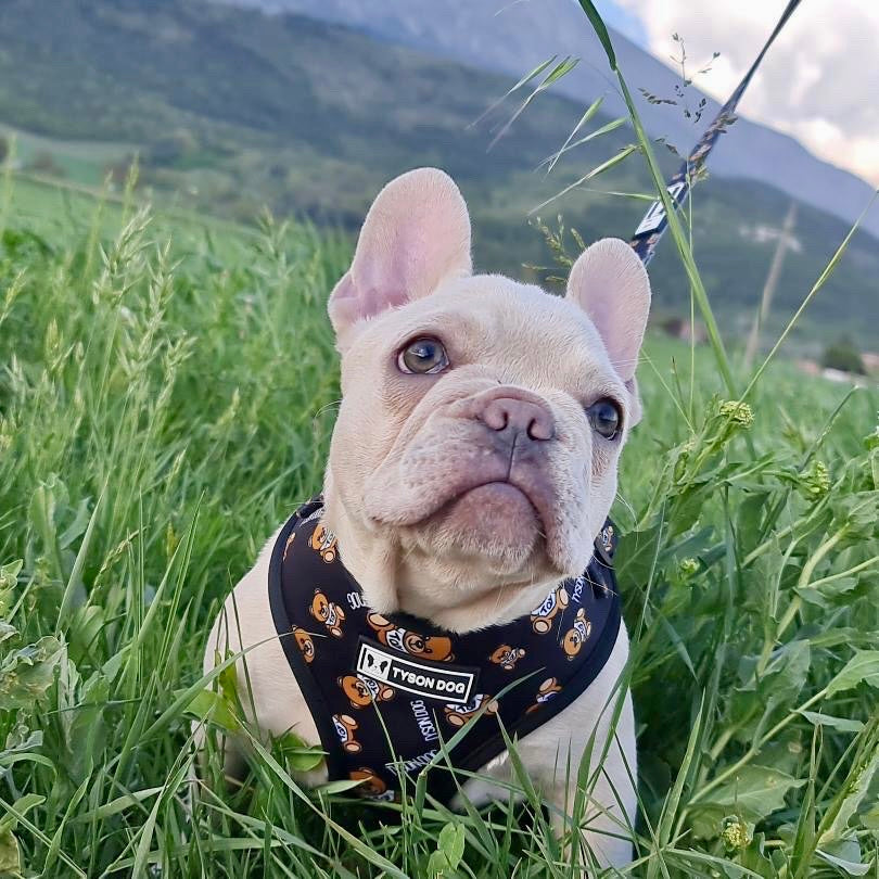 PETTORINA TEDDY